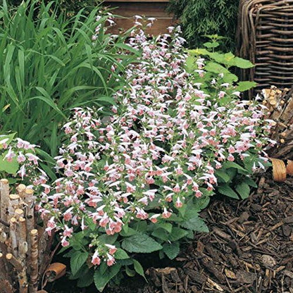 Park Seed Summer Jewel Pink Salvia Seeds, Award-Winning Dwarf Sage with Soft Pastel Blooms, Pollinator Magnet for Beds and Containers, Pack of 25