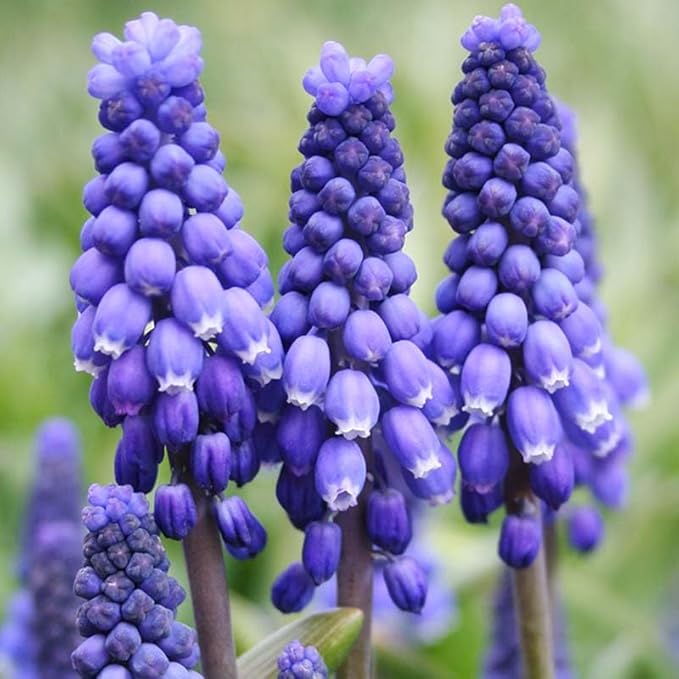 Complete Spring Flower Bulb Garden - 50 Bulbs for 50 Days of Continuous Blooms (Spring Color from March Through June) - Easy to Grow Fall Planting Bulbs by Willard & May