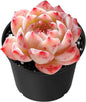 Sprout N Green Echeveria 'Red Velvet', Rare Live Succulent Plant Fully Rooted in 2" Planter with Soil, Home Office Indoor Outdoor Wedding Decoration DIY Projects Party Favor