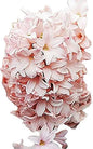 Marde Ross & Company 5 Cotton Candy Hyacinth Bulbs - Luscious Whisper Pink, 16-17 cm, Zones 4-10 (Pre-Chilling Required for Zones 8-10)