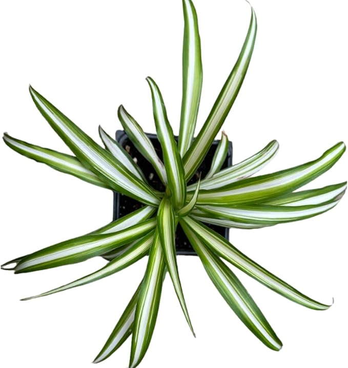 Organic Spider Plant, (Chlorophytum comosum Reverse variegatum) 2.5-inch Pot - aka - Spider Ivy - Hen and Chickens - Ribbon Plant - House Plant
