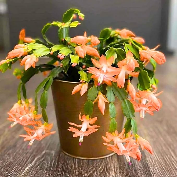 True Thanksgiving Cactus Plant Live in 4" Pot, Ready to Bloom, Holiday Christmas Cactus Plants Live, Vibrant Blooms (Peachy Yellow)