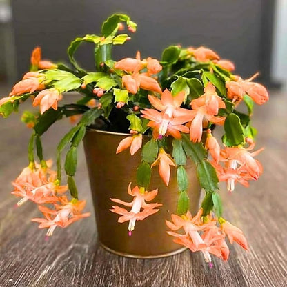 True Thanksgiving Cactus Plant Live in 4" Pot, Ready to Bloom, Holiday Christmas Cactus Plants Live, Vibrant Blooms (Peachy Yellow)
