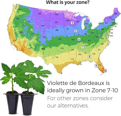 Violette de Bordeaux Fig Trees Live Plants – Set of 4 Starter Fig Plants – Compact, High-Yielding Variety with Rich, Sweet Fruit – Ideal for Containers and Small Gardens – Cold Hardy and Easy to Grow