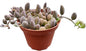 Live Succulents 'String of Watermelons' (4-inch), Succulent Plants Fully Rooted in Pots with Soil, Easy-Care House Plant for DIY, Home Office Decor, Wedding Party Favor