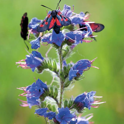 1000 Wild Vipers Bugloss Seeds Meadow Wildflower Blue Echium Vulgare Plant Seeds for Planting