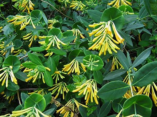 John Clayton Climbing Honeysuckle Vine - Lonicera - 2.5" Pot