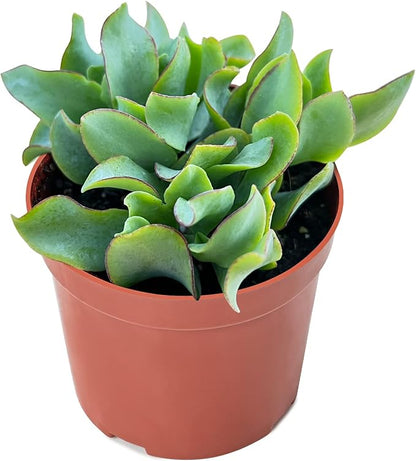 Sprout N Green Ripple Jade - Crassula Arborescens Undulatifolia, Rare Cute Succulent Plant Fully Rooted in 4" Pot