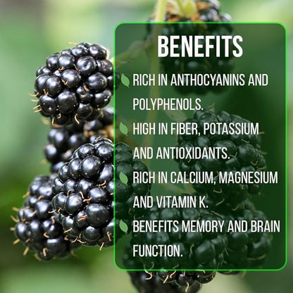 BlackBerry Plant Kiowa (4 Pack) | Live Fruit Plant for Planting | Extra-Large, Juicy & Sweet Berries | Thorny & High-Yielding Variety | Perfect for Fresh Eating, Jams & Organic Gardening