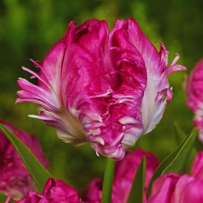 15 Parrot Tulip Bulbs for Fall Planting, Tulip Spring Flower Bulbs Perennial Outdoor, Colorful Blooms Groundcover Bulb