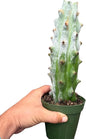 Ghost White Boobie Cactus Live Plant – Rare White Succulent Cactus Cutting – Fully Rooted Indoor & Outdoor Decorative Houseplant – Unique Gift for Home, Office & Garden Decor (Heat Pack Included)