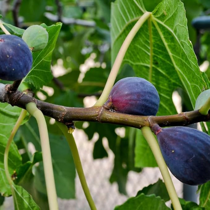 Black Mission Fig Plant (4 Pack) | Live Fruit Plant for Planting | Grow Your Own Sweet & Juicy Figs at Home | Easy to Grow & High-Yielding Tree | Perfect for Fresh Eating, Drying & Organic Gardening
