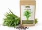 1000 Kangkong Seeds for Planting – Rau Muong Seeds Vietnam Variety – Kong Xin CAI Ong Choy Asian Vegetable for Filipino & Vietnamese Garden Growing