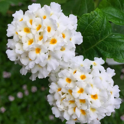 2 Trailing Lantana Plants Live, Lantana Live Plants for Planting Outdoors Between 5 and 7 Inc Long Garden (White)