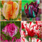 15 Parrot Tulip Bulbs for Fall Planting, Tulip Spring Flower Bulbs Perennial Outdoor, Colorful Blooms Groundcover Bulb