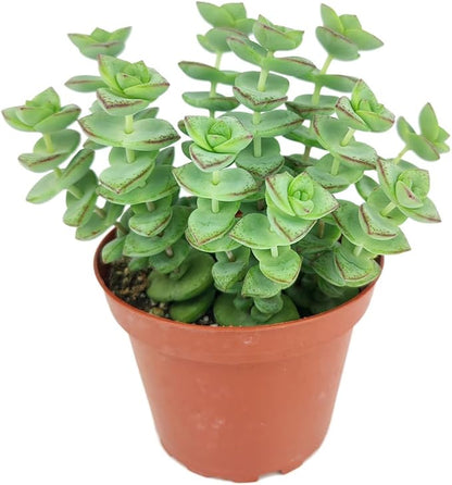 String of Buttons Crassula Perforata (4" Minimalist Pot with Saucer) - Live Healthy Unique Variegated Succulent for Home Office Decoration