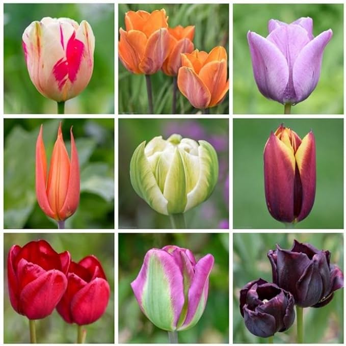 20 Mix Tulip Bulbs for Fall Planting, Vibrant Spring Blooms, Easy Fall Planting, Bulk Tulips Bulbs Perennial Flowers, Medium Size Bulbs Ready to Grow (Mix Single Tulip Bulbs)