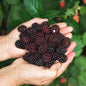 BlackBerry Plants Sweetie Pie (4 Pack) Live for Sale | Easy to Grow Plants | Edible Fruit Plant for Sustainable Living | Grow Your own Food on Your Organic Garden | Live for Planting |