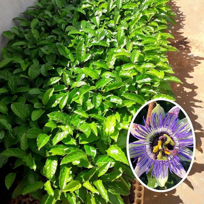 Passion Flower Plant Live, 5 to 8 Inch Tall Passiflora Vine, Fragrant Climbing Plant for Garden or Trellis, No Pot, Well-Rooted (Blue Passion Flower)