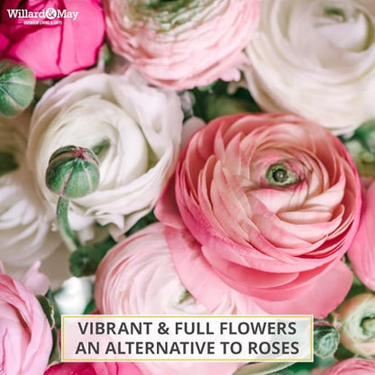 25 Pastel Mixed Ranunculus Bulbs Spring Planting - Buttercup Color Mix Value Bag - Plant in Gardens, Borders & Flowerbeds - Easy to Grow Flowers Bulbs by Willard & May