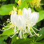 Set 2 Fragrant Honeysuckle Plants Live, Live Honeysuckle Plants 5-9" Tall Vines Bushes Climbing for Planting (Gold White)