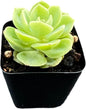 2" Rare Succulent Echeveria 'Honey Melon', Live Succulents Plants Fully Rooted in Grower Pots, for Wedding Favor, Party Favor