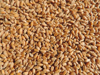 Thunder Acres 4 Seed Sample Pack - Wheat, Oat, Rye, Barley