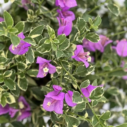 2 Bougainvillea Plants Live, Trailing Flowering Vines, 5-9” Tall, Well-Rooted Bougainvillea Trees for Outdoor Garden or Patio (Blue Ice Bougainvillea)