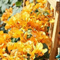 2 Bougainvillea Plants Live, Trailing Flowering Vines, 5-9” Tall, Well-Rooted Bougainvillea Trees for Outdoor Garden or Patio (Yellow Bougainvillea)