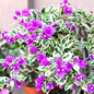 2 Bougainvillea Plants Live, Trailing Flowering Vines, 5-9” Tall, Well-Rooted Bougainvillea Trees for Outdoor Garden or Patio (Blueberry Ice Bougainvillea)