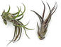 ragnaroc Air Plants - Tillandsia Pruinosa, Large 3-5" - 2ct - Live Arrival Guaranteed - House Plants for Home Decor & Gift