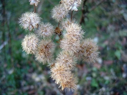 Ironweed Plant - Unique Purple Blooms - Vernonia gigantea - Seedlings to Plant in Your Own Garden (1 Seedling)