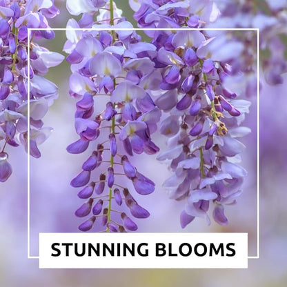 Chinese Wisteria Bonsai Tree Seedling for Planting - 1 Year Old Well Rooted Seedling - Fast-Growing Ornamental Tree with Violet-Purple Flowers and Fragrant Sweet Scent