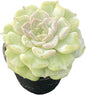 Sprout N Green Echeveria Crystal Amber, 1 Live Succulent Plant Fully Rooted in 2" Pot, House Plant for Indoor Outdoor Home Office Wedding Decoration DIY Project Party Favor