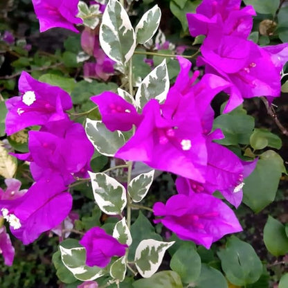 2 Bougainvillea Plants Live, Trailing Flowering Vines, 5-9” Tall, Well-Rooted Bougainvillea Trees for Outdoor Garden or Patio (Blueberry Ice Bougainvillea)