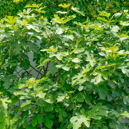 Chicago Hardy Fig Plant (4 Pack) | Live Fruit Plant for Planting | Cold-Hardy & High-Yielding Tree | Grow Your Own Sweet & Juicy Figs at Home | Perfect for Fresh Eating, Drying & Organic Gardening