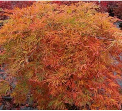 Orangeola Weeping Laceleaf Japanese Maple - Live Plant - Trade Gallon Pot