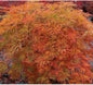Orangeola Weeping Laceleaf Japanese Maple - Live Plant - Trade Gallon Pot