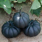Exotic Black Kat Pumpkin Seeds for Planting (10 Seeds) – Deep Black, Smooth-Skinned Pumpkins – Rare Decorative Variety for Fall Gardens, Halloween Displays & Autumn Décor