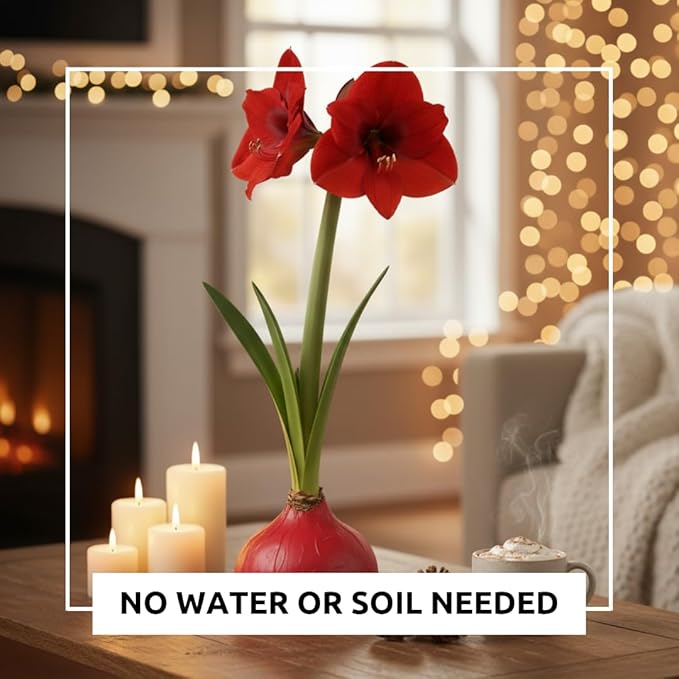 Red Waxed Amaryllis Bulb for Growing Indoors – No Watering or Soil Needed - Live Holiday Gift Plant - Easy Care - Christmas Office Gift Exchange Idea - Favorite Things Party
