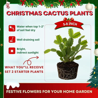 2 Pink Christmas Cactus Plants Live, 4 to 7 Inch Tall Colorful Christmas Cactus, Holiday Flower Houseplant, Indoor Outdoors Easy Care Plants for Home Garden