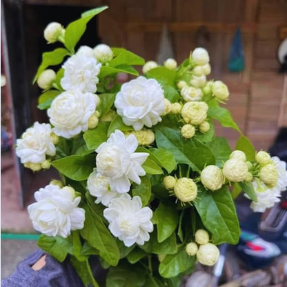 3 Grand Duke of Tuscany Jasmine Plants Live, 5 to 8 Inches Tall, Arabian Jasmine Vine Plant for Gardening and Outdoor Patio