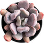 Sprout N Green Echeveria Cupid in 2 inch Starter Pot, Rare Live Succulent Plant with Soil, Home Office Indoor Outdoor Wedding Decoration DIY Projects Party Favor