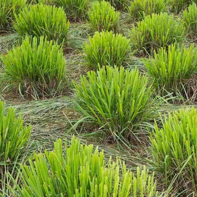 Lemongrass - Cymbopogon citratus. Live Plant. Fragrant, Fresh, Edible. Easy Grow. Indoor/Outdoor. (4 Lemongrass in Cup)