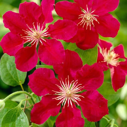 Red Clematis Vine Plants Live in Pot, 8 Months Old Seedlings Climbing Flowering, Outdoor Trellis Fences, Cold Hardy