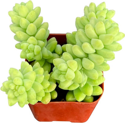 Sprout N Green Donkey's Tail, Live Sedum Morganianum-Burro's Tail, Succulent Plant Fully Rooted in 2" Pot, Real House Plant for Indoor Outdoor Home Office Wedding Decoration Party Favor