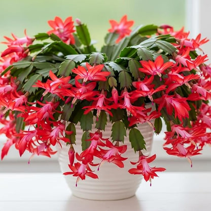 2 Christmas Cactus Plants Live, Starter Holiday Thanksgiving Cactus Plant for Indoor Outdoor Houseplants, Fasle Easter Cactus Plants Like, Cold Hardy, 5-9" in Tall, No Pot (Single Random Blooms)