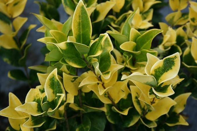 Ligustrum Japonicum Howardi - 40 Live Plants - Privet Howardii - Variegated Evergreen Shrub