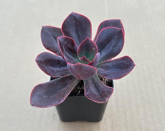 Sprout N Green Echeveria Linda Jean, Live Succulent Fully Rooted in 2" Pot, Rare House Plant for Home Indoor Holiday Wedding Garden Decor, DIY Project, Party Favor