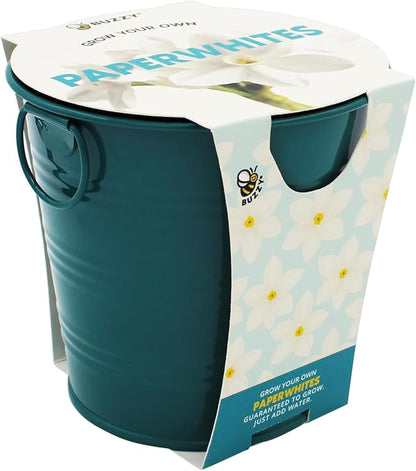 BUZZY Seeds Holiday Paperwhites Grow Kit, Complete with Bulbs, Teal Pail, Growing Medium, and Easy-to-Follow Instructions, Windowsill Gardening, Holiday Decor, Seasonal Gift for Home or Office